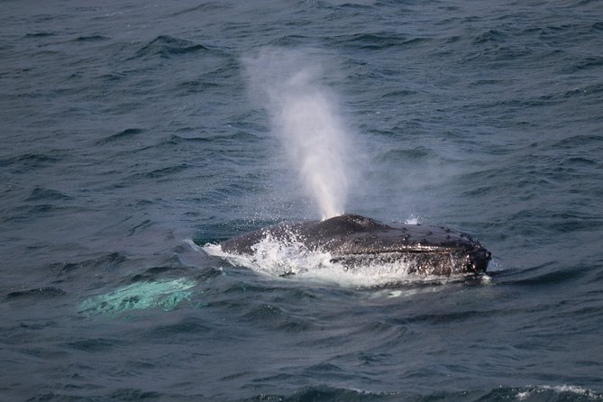 Reykjavik Shore Excursion: Whale-Watching Cruise - Key points to know before booking