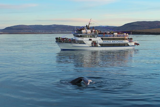Reykjavik Shore Excursion: Whale-Watching Cruise - Weather can decide the quality of your cruise