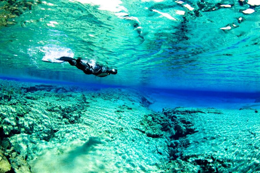 Reykjavík: Silfra Fissure Snorkeling and Lava Caving Tour - Guides make the difference