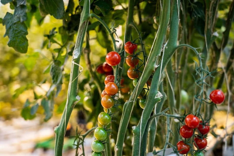 Reykjavik: The Golden Circle Full-Day Tour - Friðheimar greenhouse: tomatoes in a volcanic country