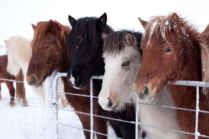 Reykjavik: The Golden Circle Full-Day Tour - Gullfoss: the day’s big waterfall