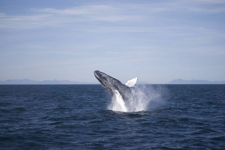 Reykjavik: the Original 3-Hour Whale Watching Tour - Leaving Reykjavik’s Old Harbour for Faxaflói Bay