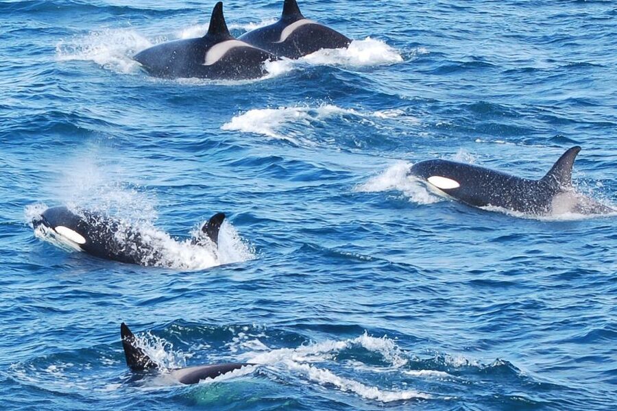 Reykjavik: the Original 3-Hour Whale Watching Tour - Humpbacks, minkes, dolphins, and porpoises
