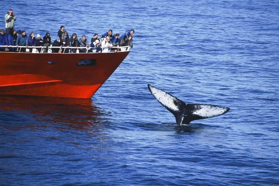 Reykjavik: the Original 3-Hour Whale Watching Tour - The guide makes the difference