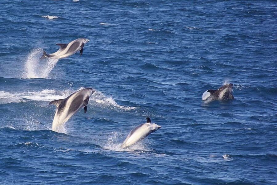 Reykjavik: the Original 3-Hour Whale Watching Tour - Finding a good viewing spot on board