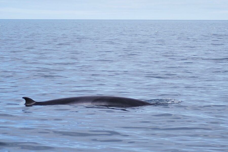 Reykjavik: the Original 3-Hour Whale Watching Tour - Responsible whale watching and research