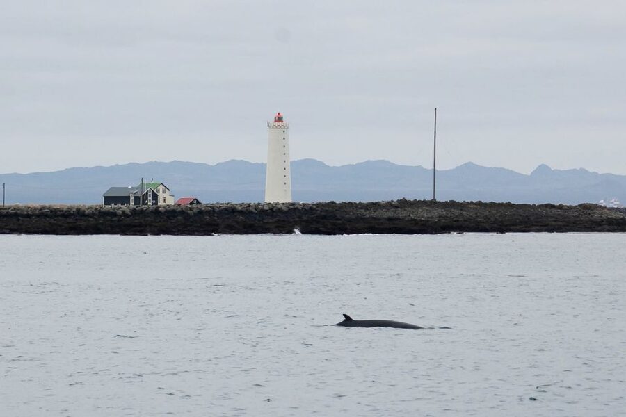 Reykjavik: the Original 3-Hour Whale Watching Tour - What happens when the whales do not appear