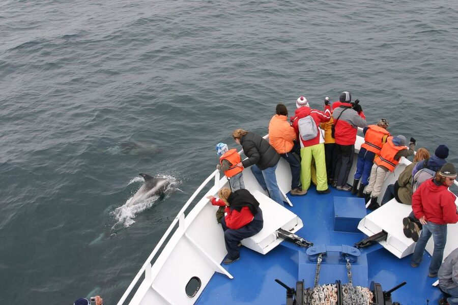 Reykjavik: the Original 3-Hour Whale Watching Tour - What three hours at sea really feels like