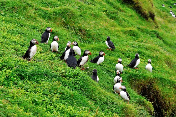 Reykjavik - Westman Islands (Bus transfer to Landeyjahöfn) - Group size, comfort, and practical limits