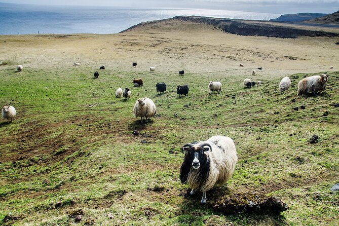Reykjavik - Westman Islands (Bus transfer to Landeyjahöfn) - Weather and cancellation rules