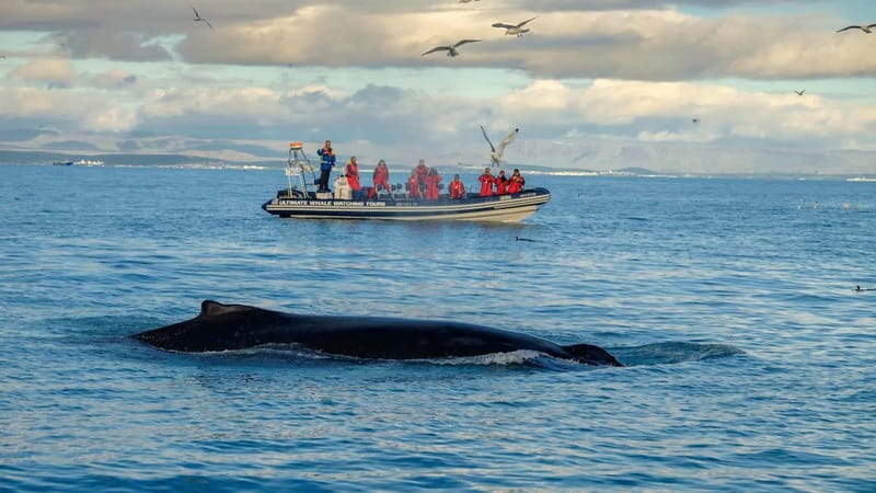 Reykjavik: Whale and Puffin Watching RIB Boat Tour - Key points before you book