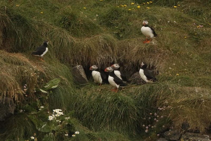 Reykjavik: Whale and Puffin Watching RIB Boat Tour - Should you book the Reykjavik RIB tour?