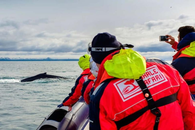 Reykjavik: Whale and Puffin Watching RIB Boat Tour - Puffin islands between April and August