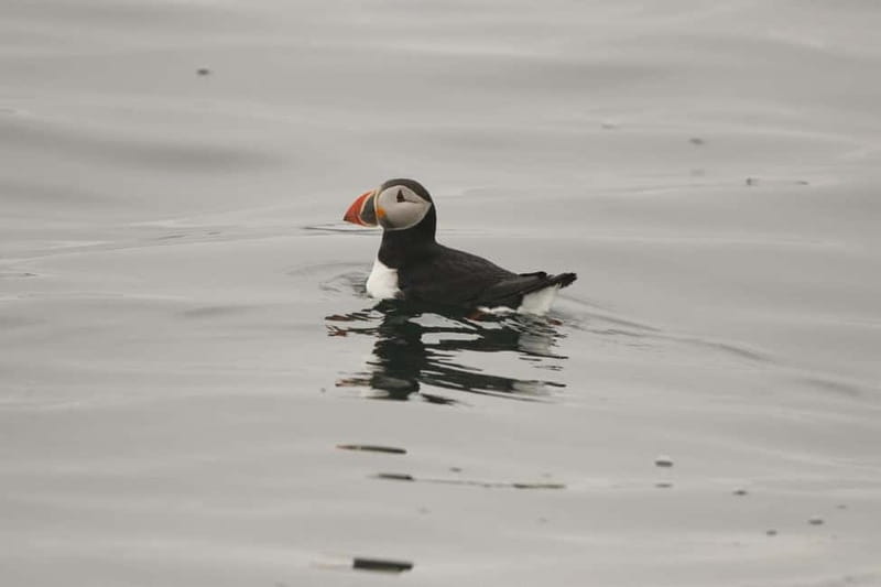Reykjavik: Whale and Puffin Watching RIB Boat Tour - Searching the open water for whales and dolphins