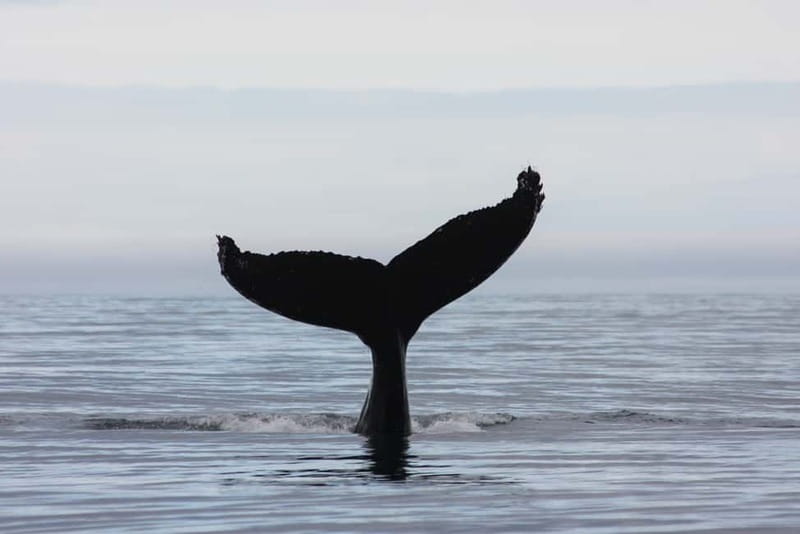 Reykjavik: Whale and Puffin Watching RIB Boat Tour - A guide who can explain what you are seeing