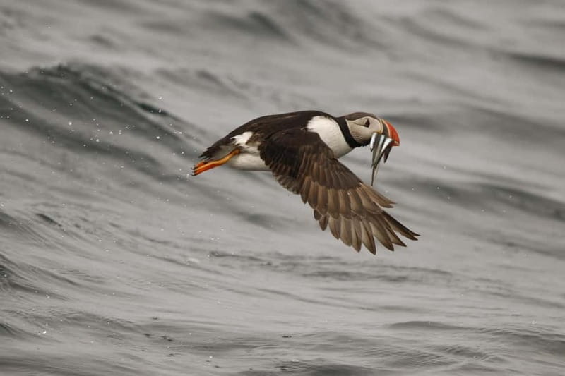 Reykjavik: Whale and Puffin Watching RIB Boat Tour - The RIB ride: comfortable, but not gentle