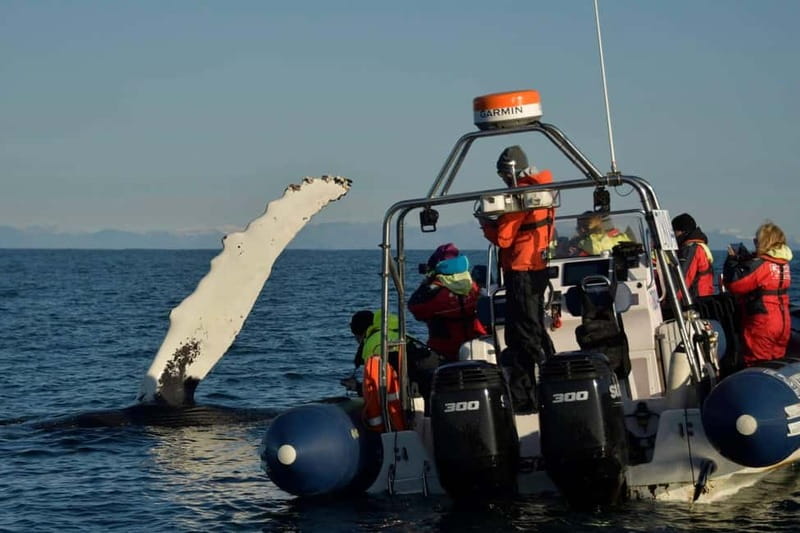 Reykjavik: Whale and Puffin Watching RIB Boat Tour - Is $191 a good value?