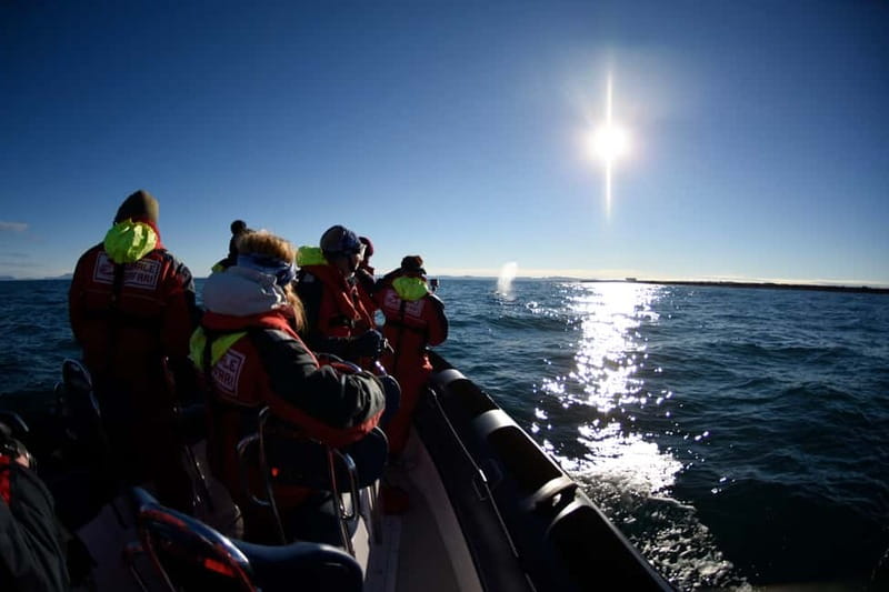 Reykjavik: Whale and Puffin Watching RIB Boat Tour - Timing, weather, and who should go