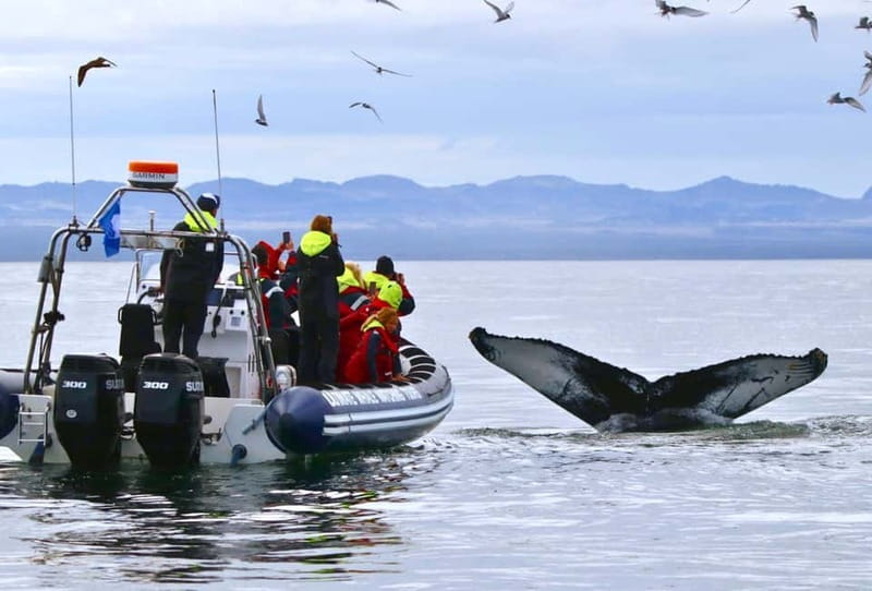 Reykjavik: Whale and Puffin Watching RIB Boat Tour - Harpa and the Sun Voyager from the water