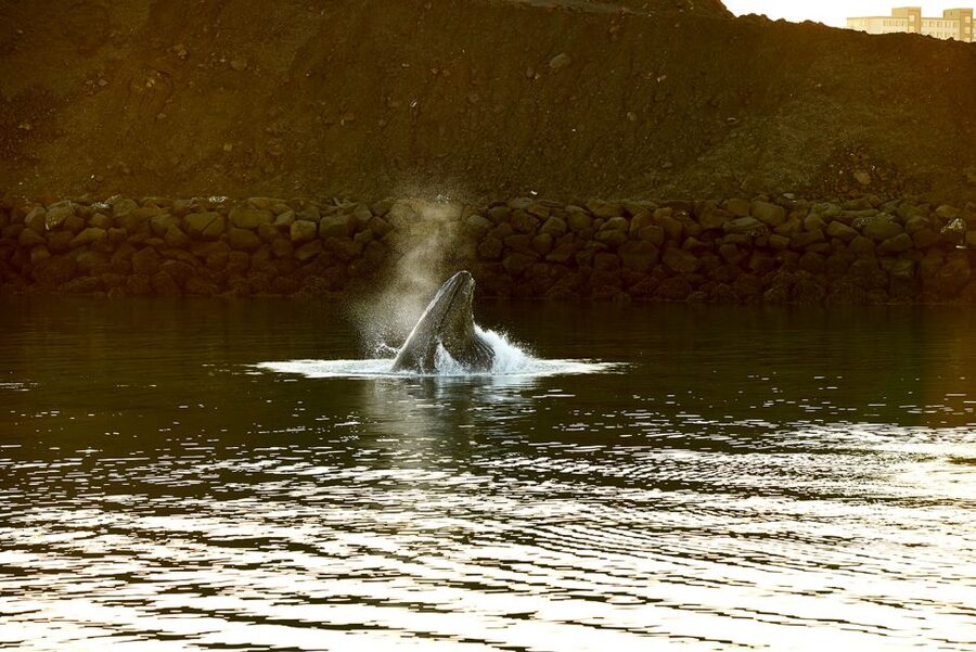 Reykjavik: Whale & Marine Adventure Tour - Key points before you book