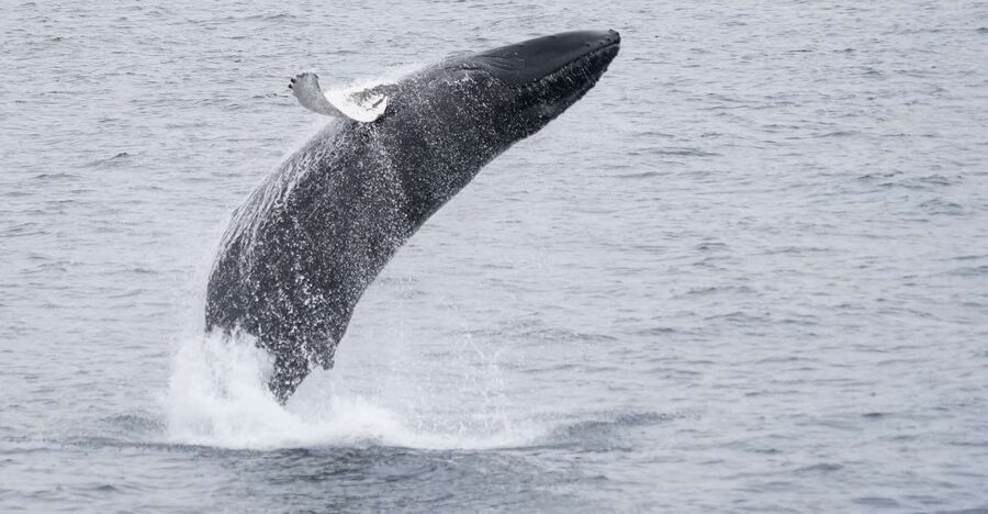 Reykjavik: Whale & Marine Adventure Tour - How the three-hour schedule feels
