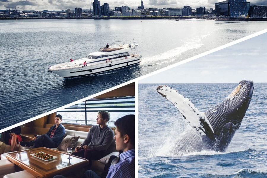 Reykjavik: Whale Watching and Dolphin Watching Yacht Cruise - Booking details that affect your plans
