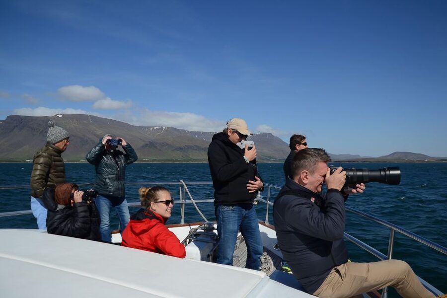 Reykjavik: Whale Watching and Dolphin Watching Yacht Cruise - Puffins and seabirds in the summer months