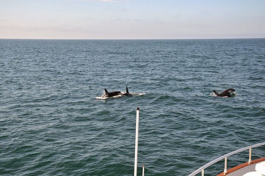 Reykjavik: Whale Watching and Dolphin Watching Yacht Cruise - The coastline, islands, and open-water views