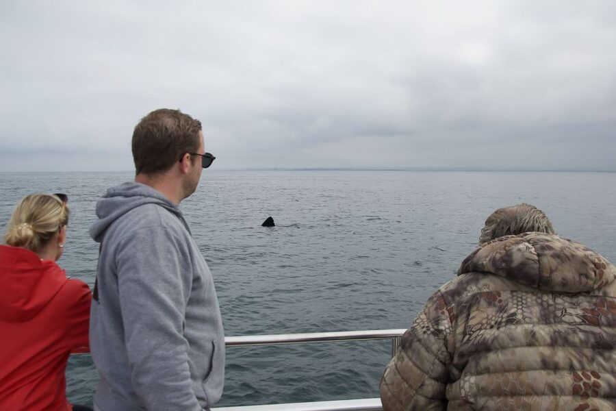 Reykjavik: Whale Watching and Dolphin Watching Yacht Cruise - Winter or summer: choosing your sailing time