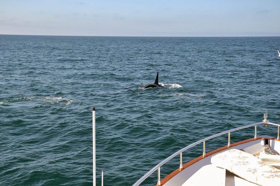 Reykjavik: Whale Watching and Dolphin Watching Yacht Cruise - Wildlife manners and the viewing experience