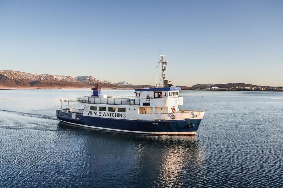 Reykjavík: Whale Watching and Marine Life Cruise - Meeting humpback whales in their natural setting