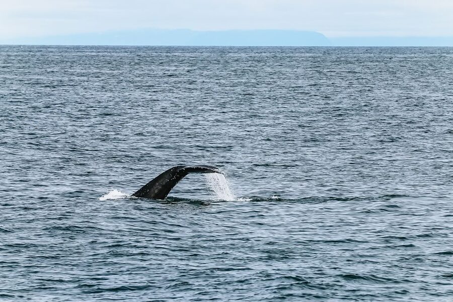 Reykjavík: Whale Watching and Marine Life Cruise - Other wildlife in Faxaflói Bay