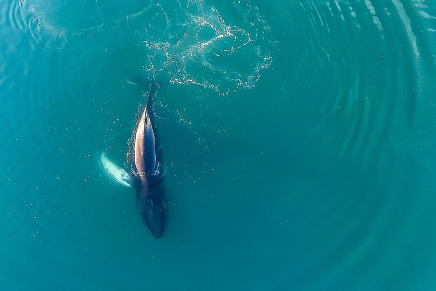 Reykjavík: Whale Watching and Marine Life Cruise - What the guides add to the experience