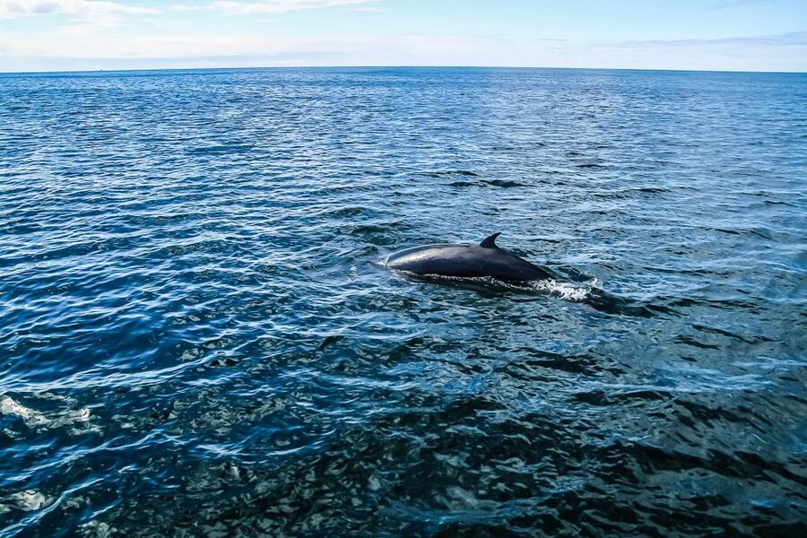 Reykjavík: Whale Watching and Marine Life Cruise - Is $87 a fair price?