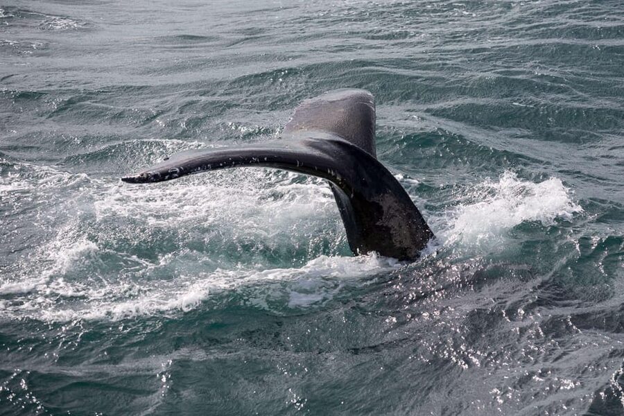 Reykjavik: Whale Watching and Puffin Excursion - Key points to know before sailing