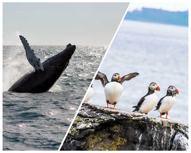Reykjavik: Whale Watching and Puffin Excursion - Leaving Reykjavik’s Old Harbour