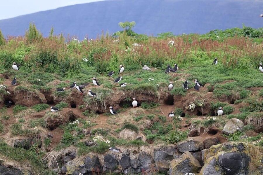 Reykjavik: Whale Watching and Puffin Excursion - Humpback and minke whales in their natural habitat