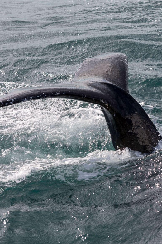 Reykjavik: Whale Watching and Puffin Excursion - Choosing between the 9:00 and 13:00 departures