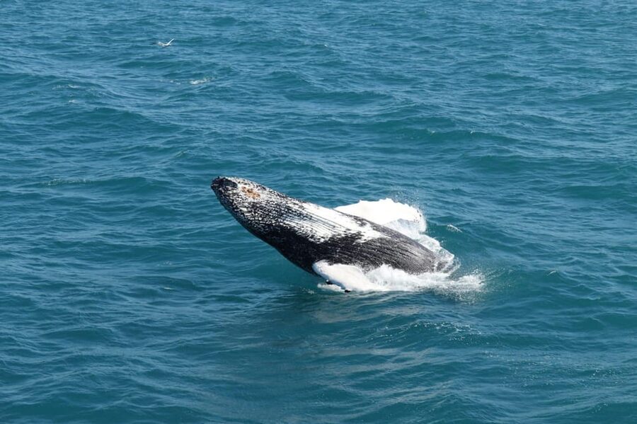 Reykjavik: Whale Watching and Puffin Excursion - What the $153 price really buys you