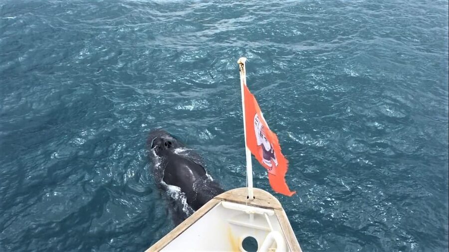 Reykjavik: Whale Watching and Puffin Excursion - Weather, clothing, and camera advice