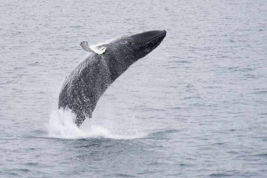 Reykjavik: Whale Watching by RIB Speedboat - Engey and the search for whales