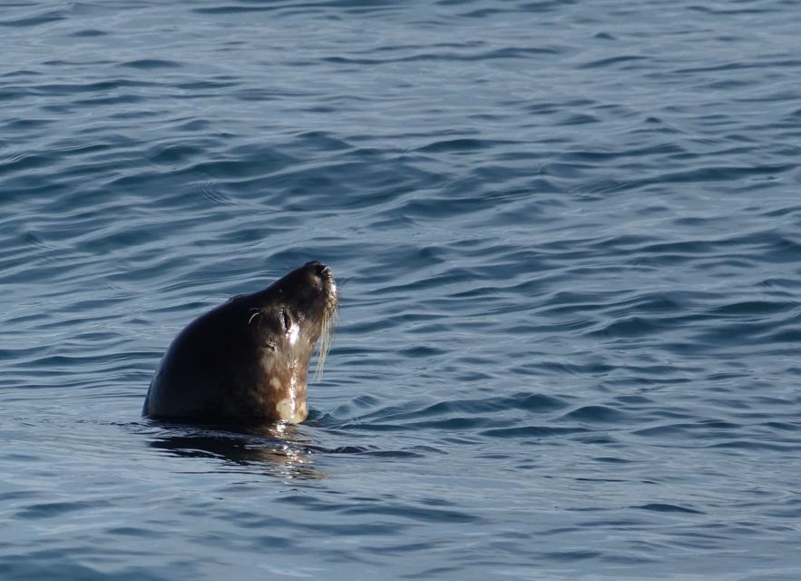 Reykjavik: Whale Watching by RIB Speedboat - Who should choose this boat?