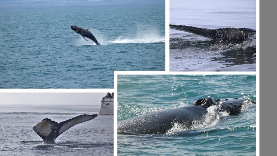 Reykjavík: Whale Watching Cruise and FlyOver Combo Ticket - Key details to know before booking