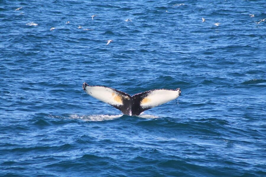 Reykjavík: Whale Watching Cruise and FlyOver Combo Ticket - Two very different ways to see Iceland