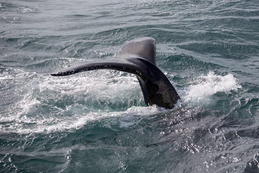 Reykjavík: Whale Watching Cruise and FlyOver Combo Ticket - Searching the water for whales