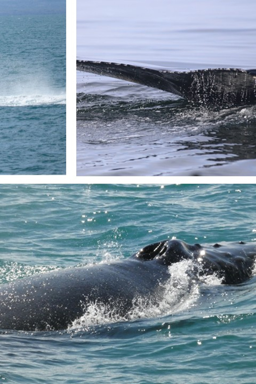 Reykjavík: Whale Watching Cruise and FlyOver Combo Ticket - From open water to FlyOver Iceland