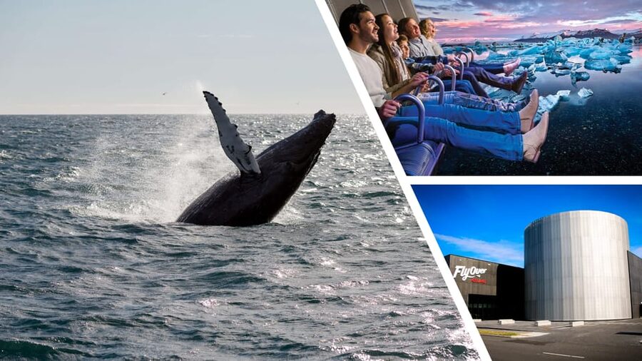 Reykjavík: Whale Watching Cruise and FlyOver Combo Ticket - Timing, access, and small planning traps