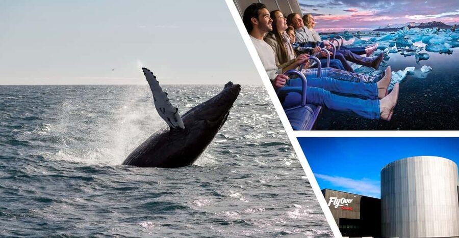 Reykjavík: Whale Watching Cruise and FlyOver Combo Ticket - Should you book the whale watching and FlyOver combo?