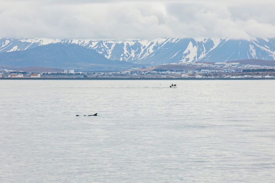 Reykjavík: Whale Watching Cruise on the Amelia Rose Yacht - Practical tips for getting the most from Amelia Rose