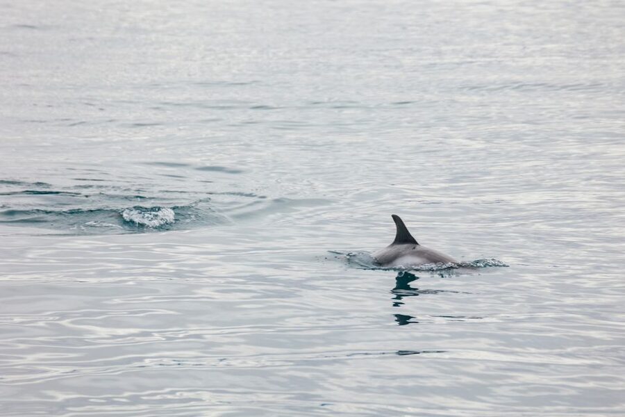 Reykjavík: Whale Watching Cruise on the Amelia Rose Yacht - Timing, weather, and the real length of the trip